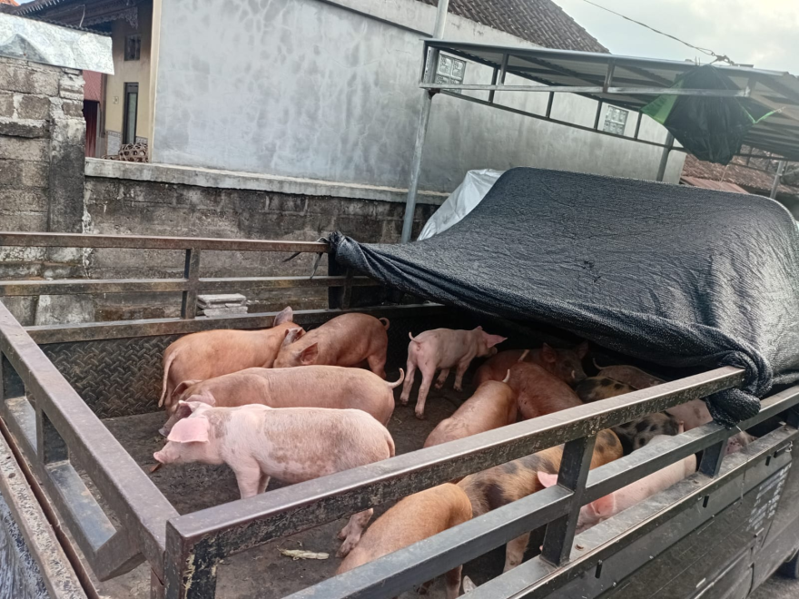 KEGIATAN KETAHANAN PANGAN DESA PEKEN BELAYU TAHUN ANGGARAN 2025